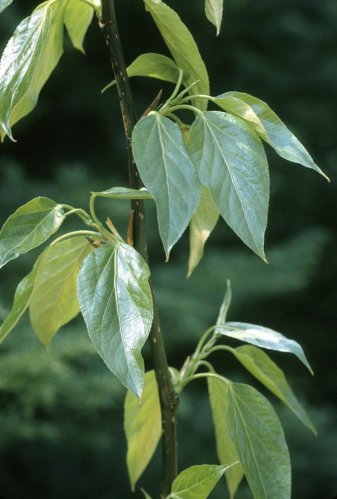 Balm Of Gilead