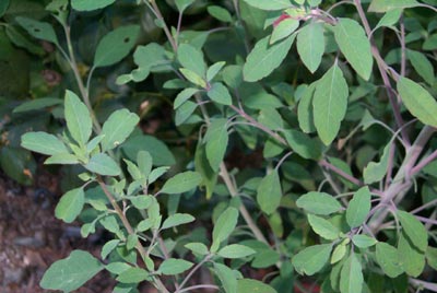 Quilquinya