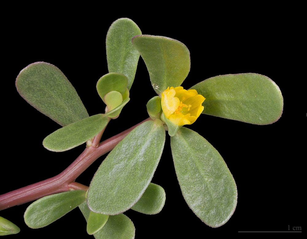 Purslane
