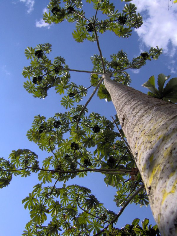 Tree Grape