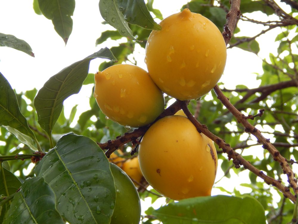 Abiu