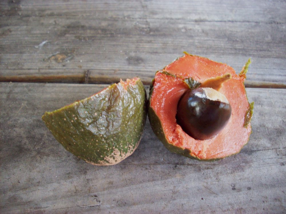 Green Sapote
