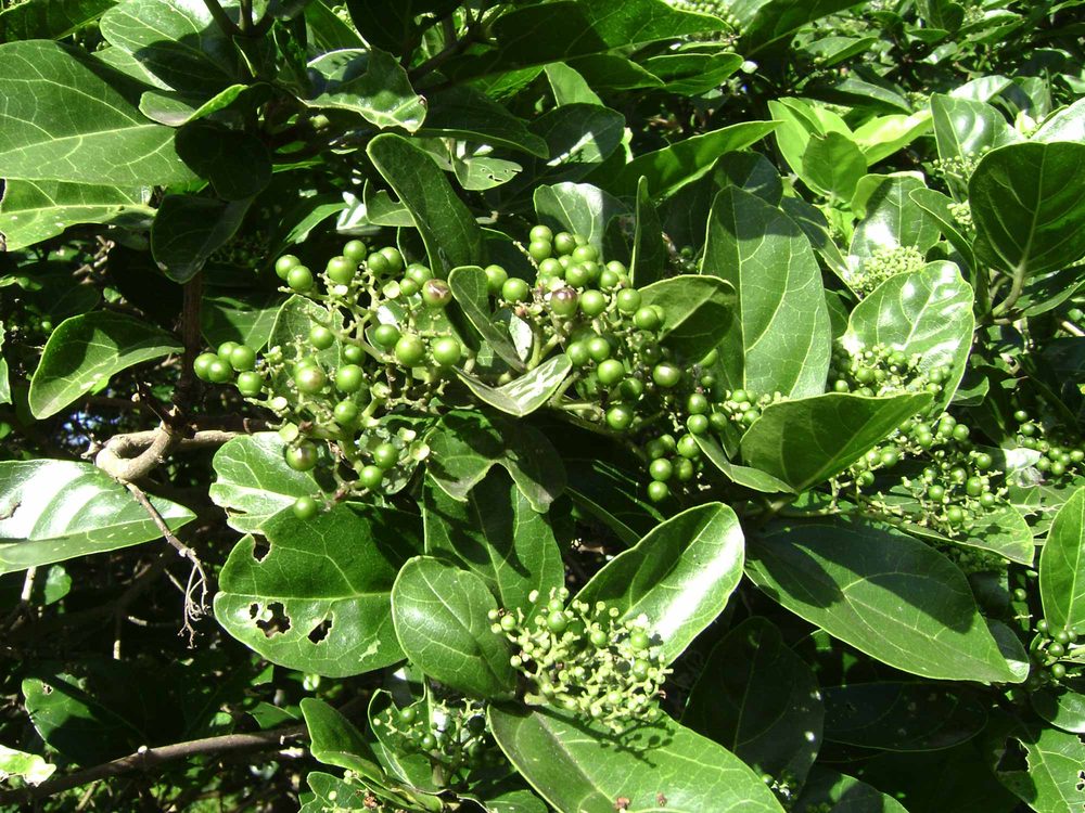 Premna integrifolia