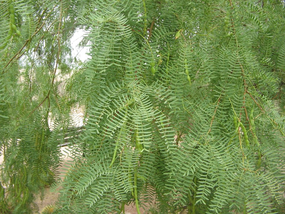 Mesquite