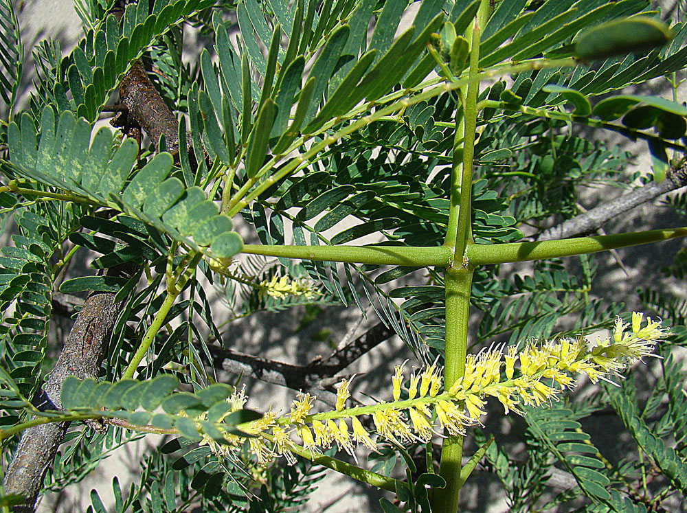 Mesquite