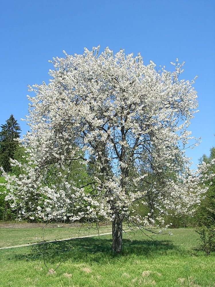 Cereza