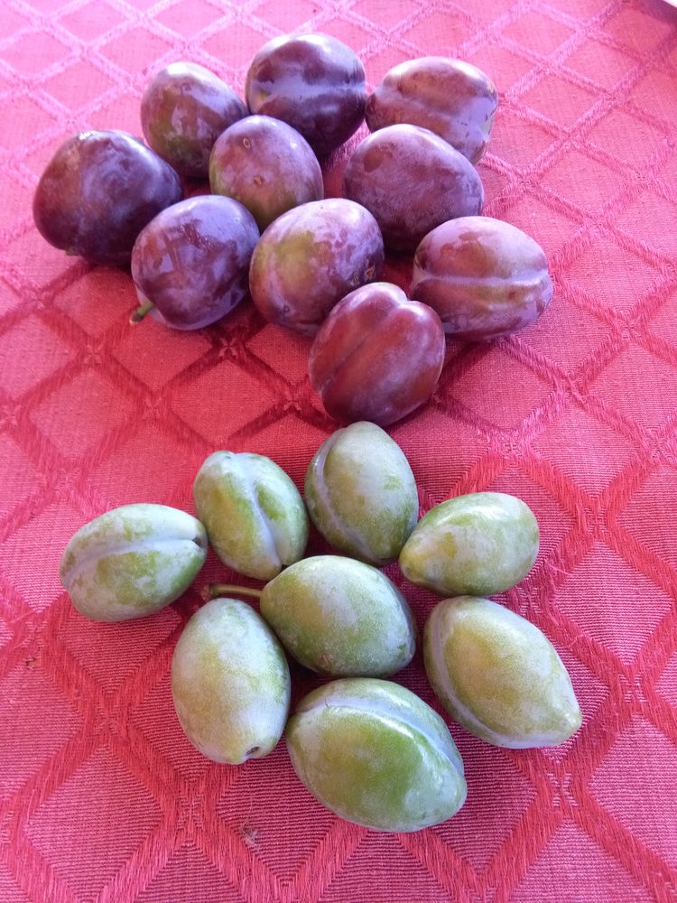 Plum
