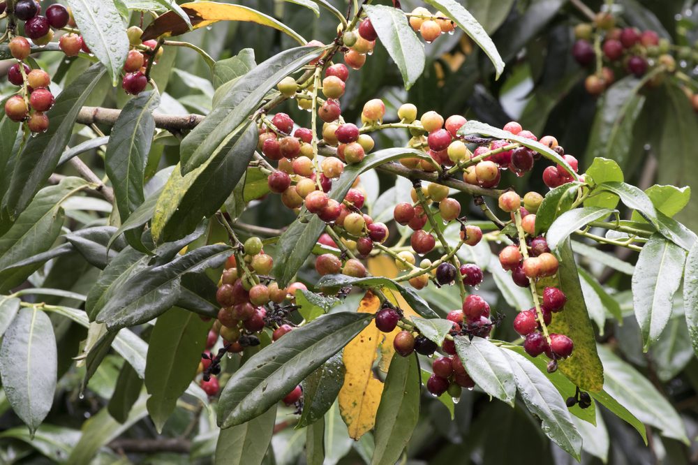 Cherry Laurel