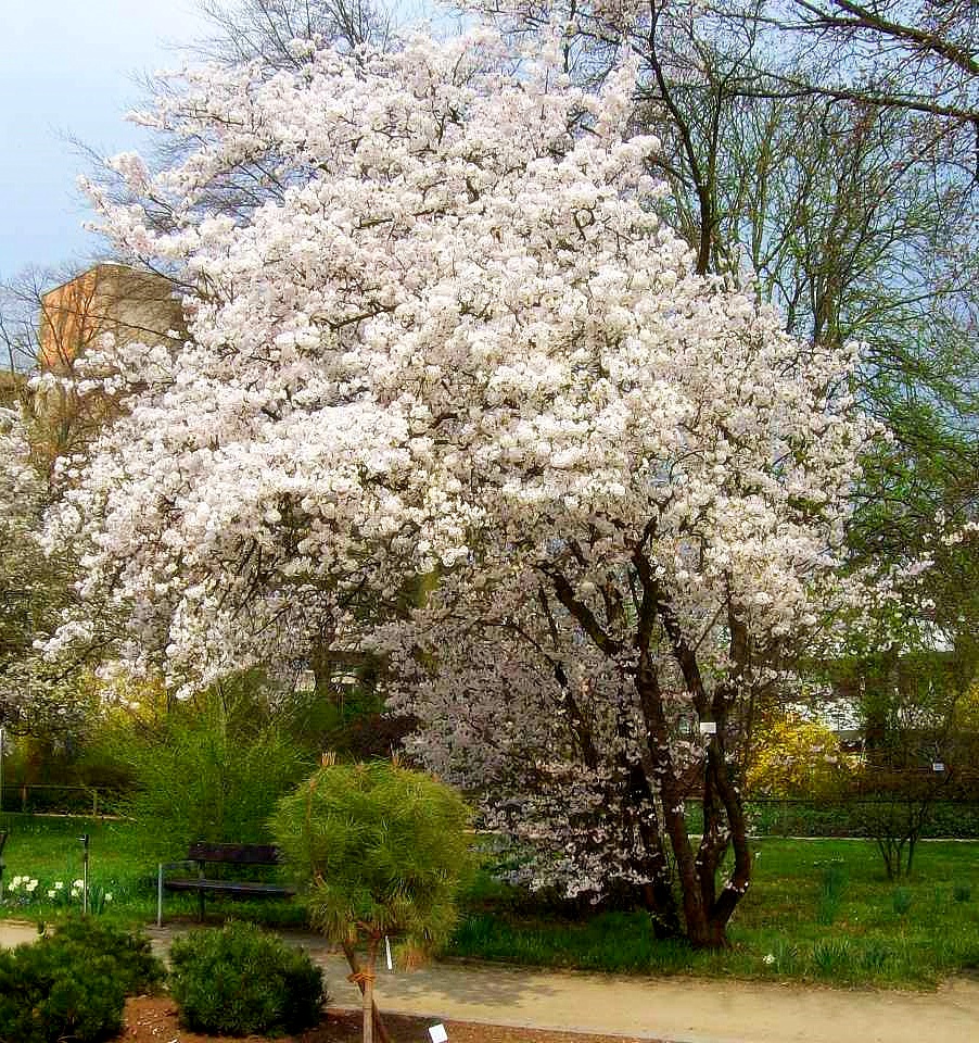 Prunus nipponica