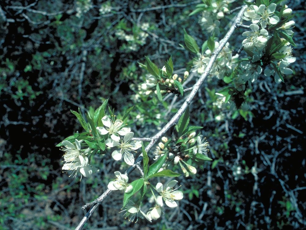 Prunus pensylvanica