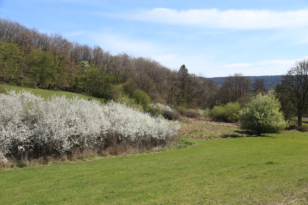 Blackthorn