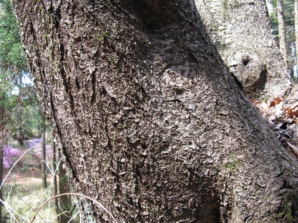 Prunus verecunda