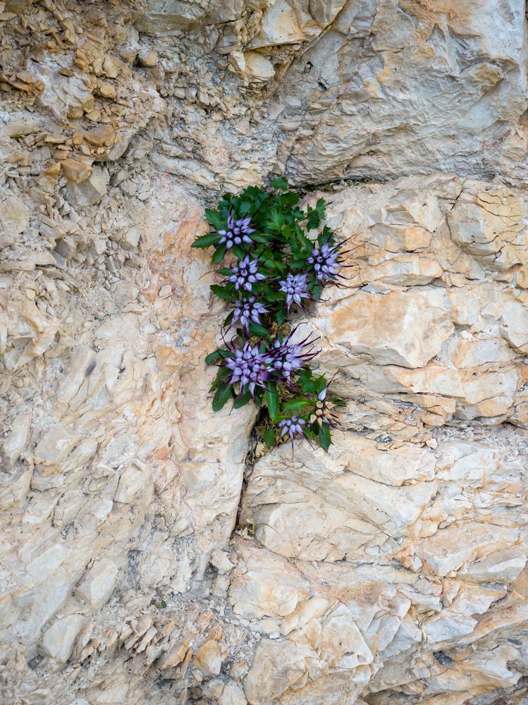Pseudeminia comosa