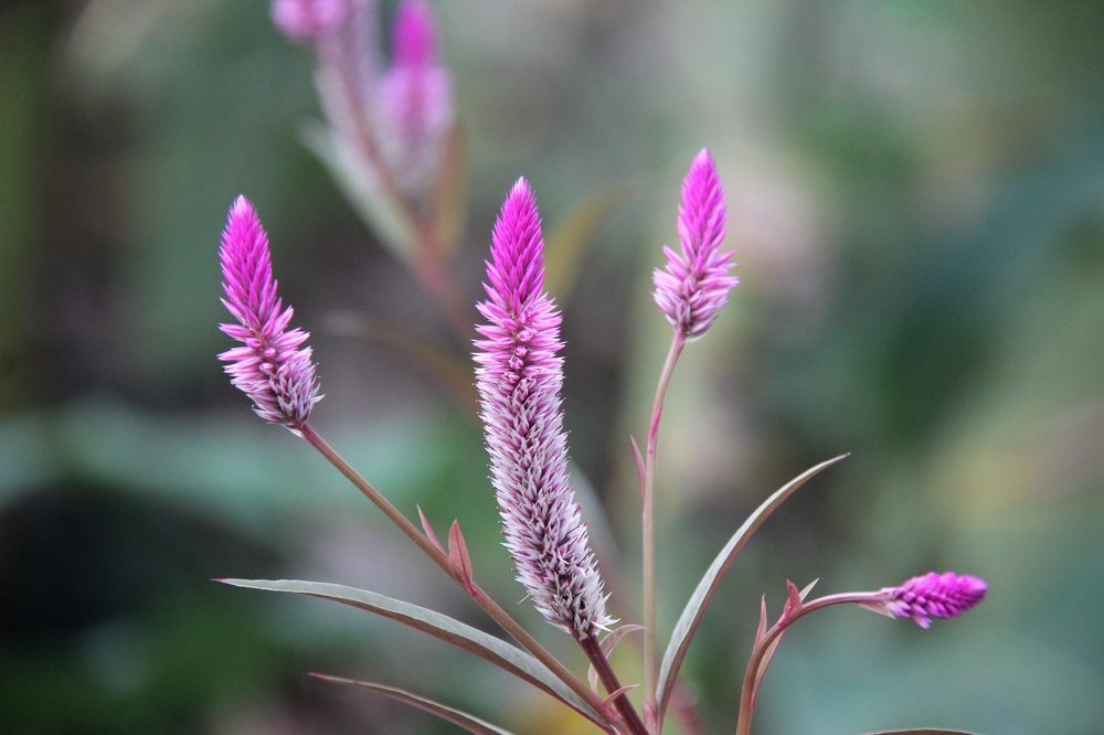 Pseudovigna argentea