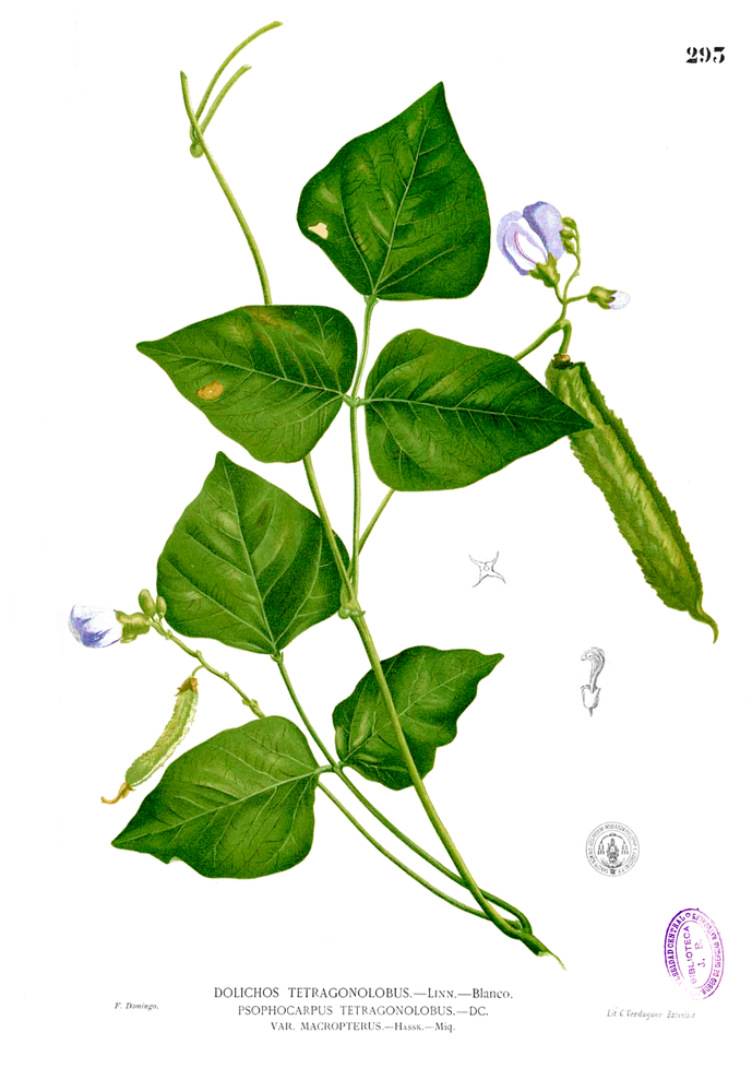 Asparagus Pea