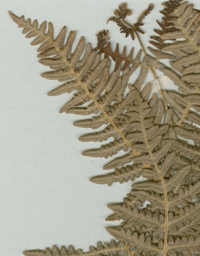 Bracken