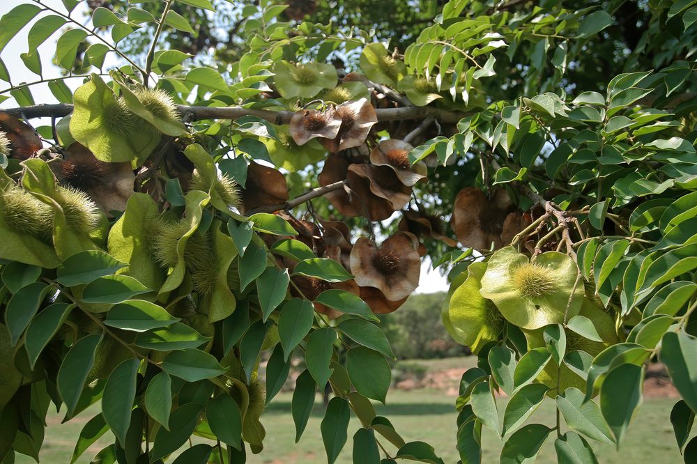 Pterocarpus angolensis