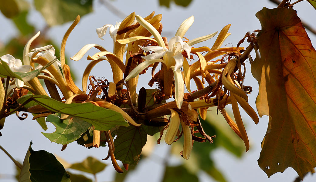 Pterospermum acerifolium