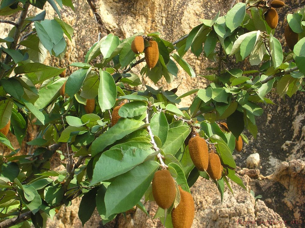 Pterospermum xylocarpum