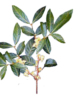 Muira Puama