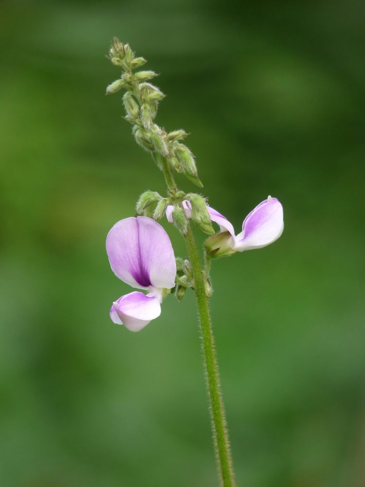 Pueraria phaseoloides