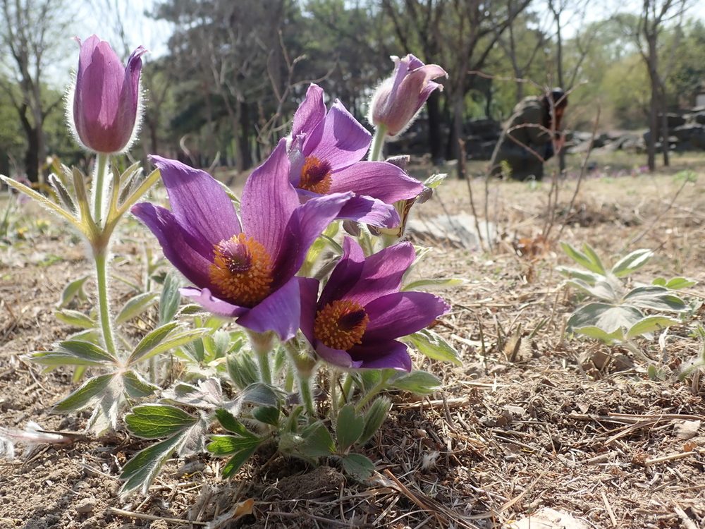 Chinese Anemone