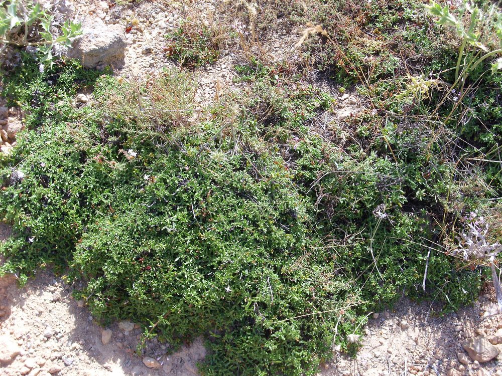 Putoria calabrica