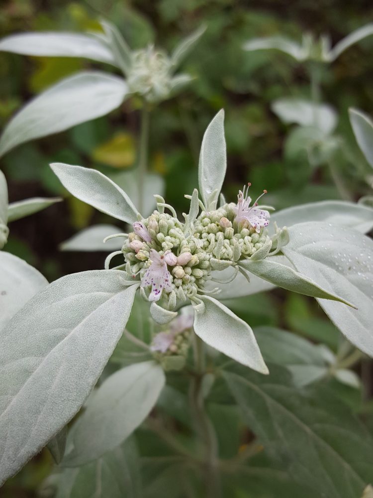 White Mountain Mint