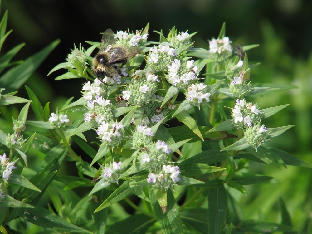 Beadle's Mountain Mint