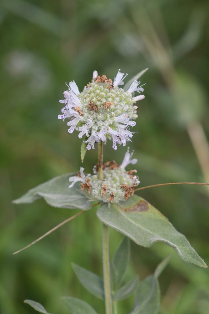 California Mountain Mint