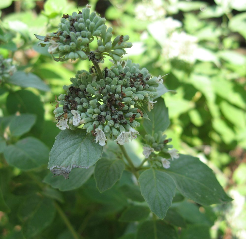 Curved Mountain Mint