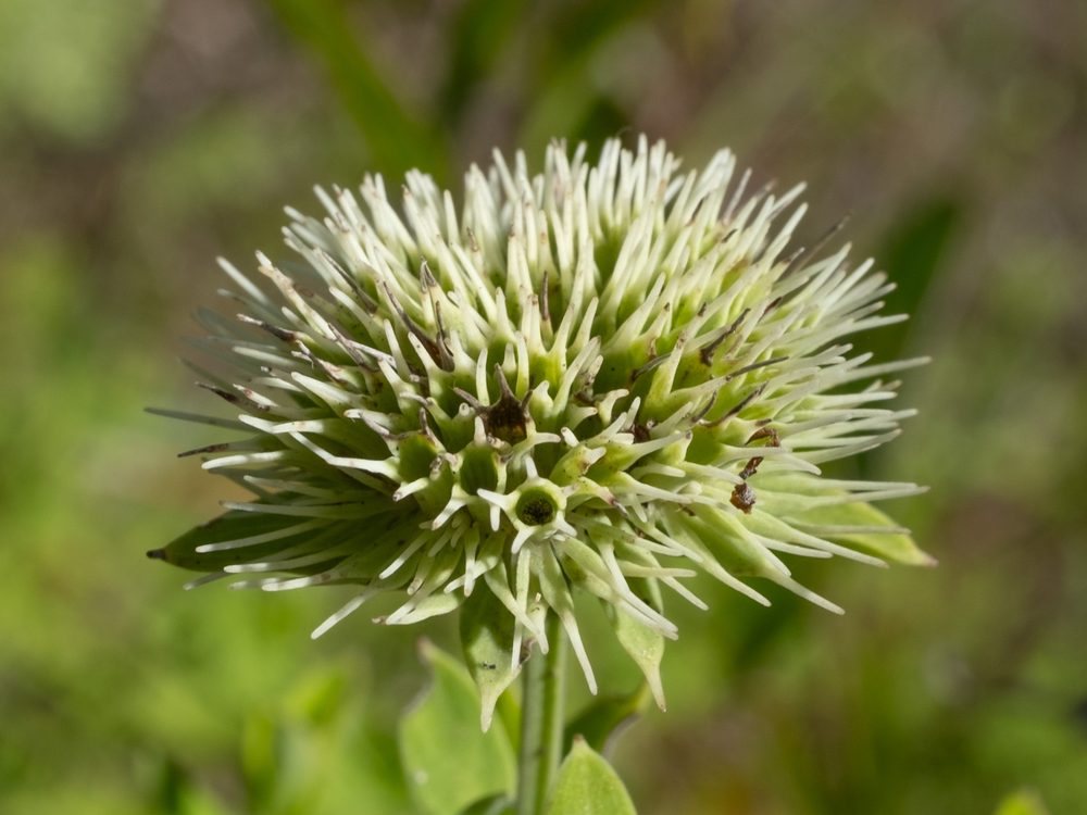 Flexuose Mountain Mint