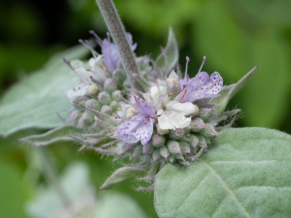 Hoary Mountain Mint