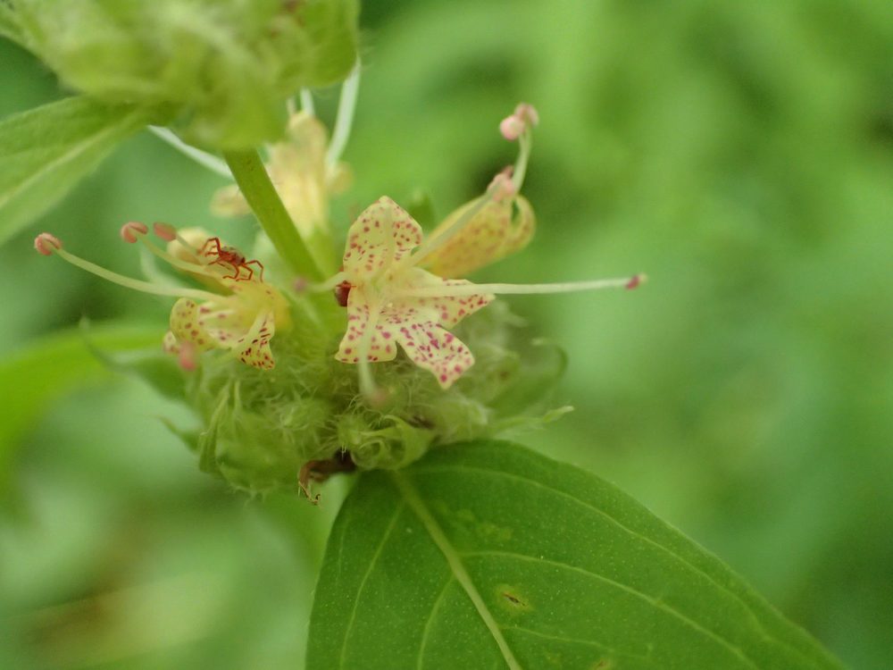 Montane Mountain Mint