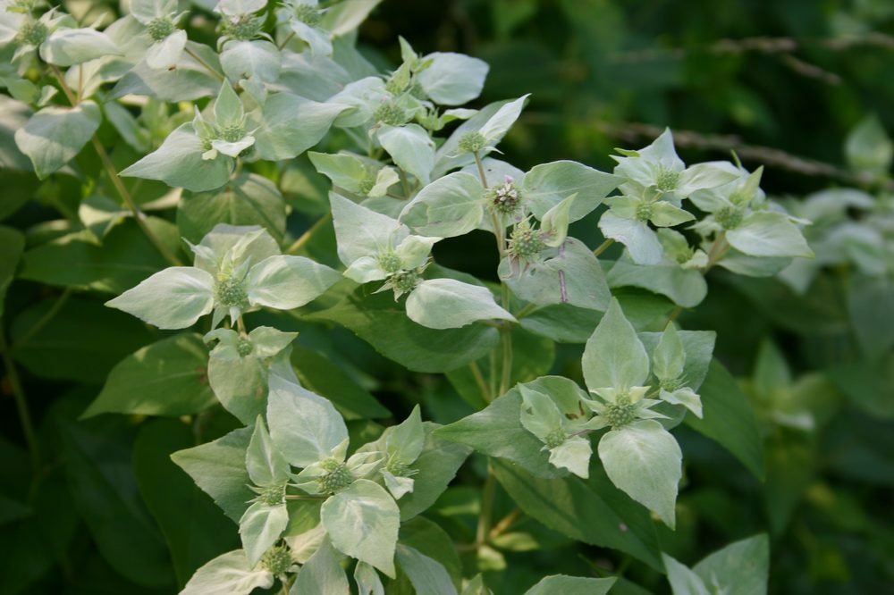 Muticous Mountain Mint