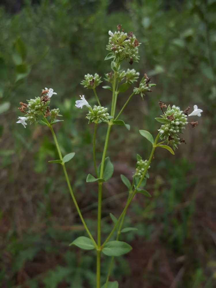 Nude Mountain Mint