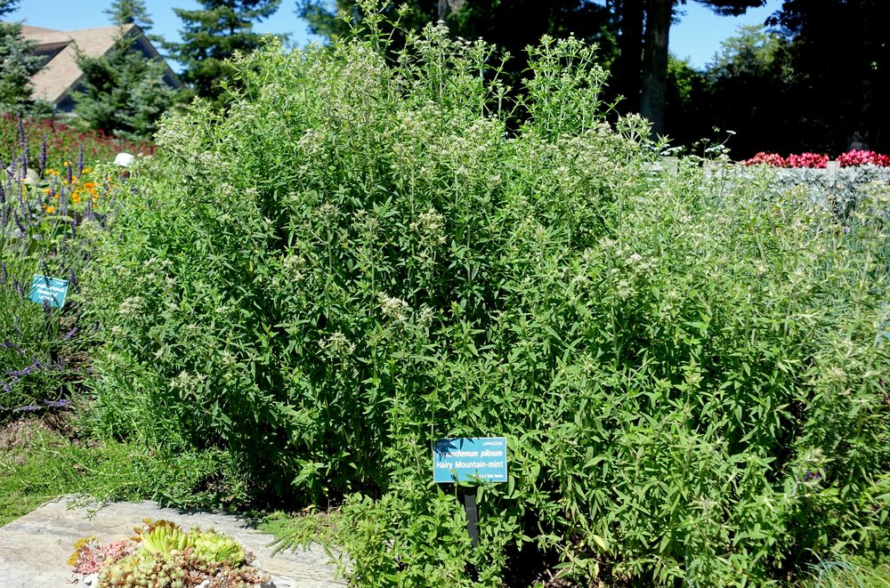 Pilose Mountain Mint