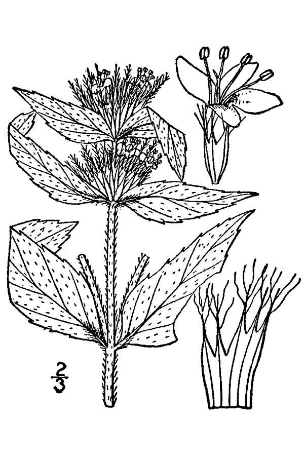 Typical Mountain Mint