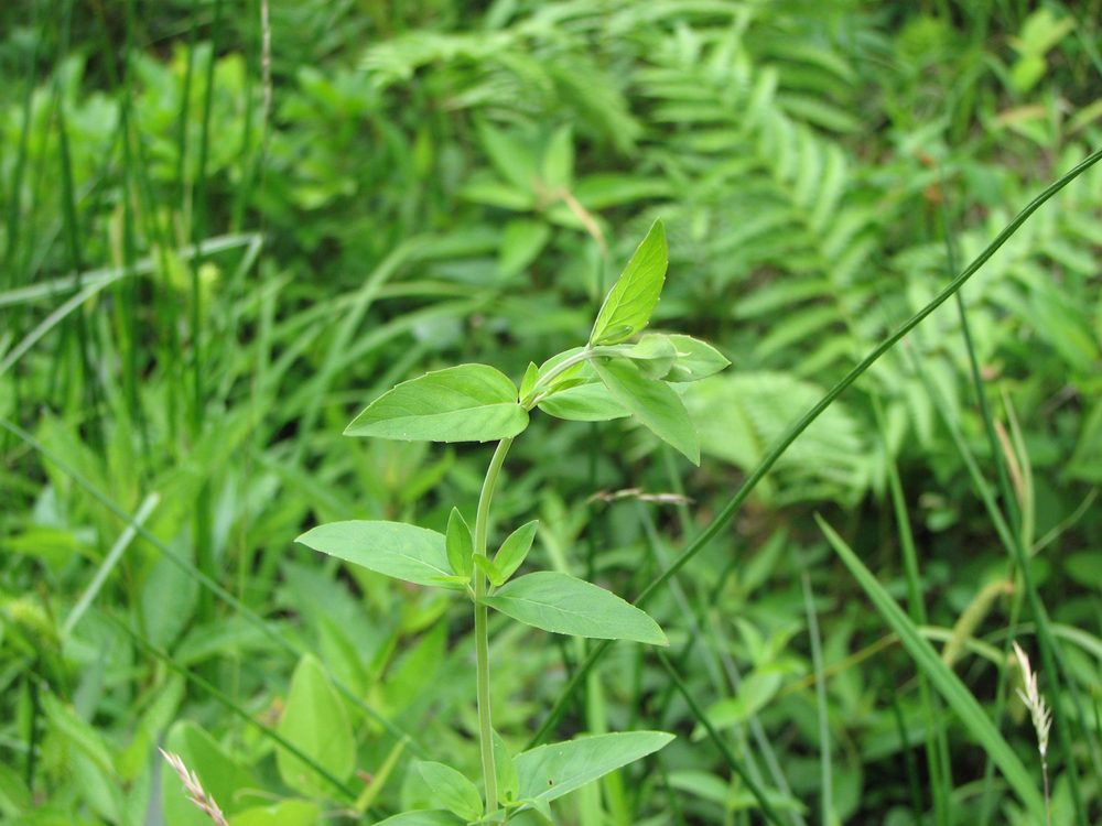 Setose Mountain Mint