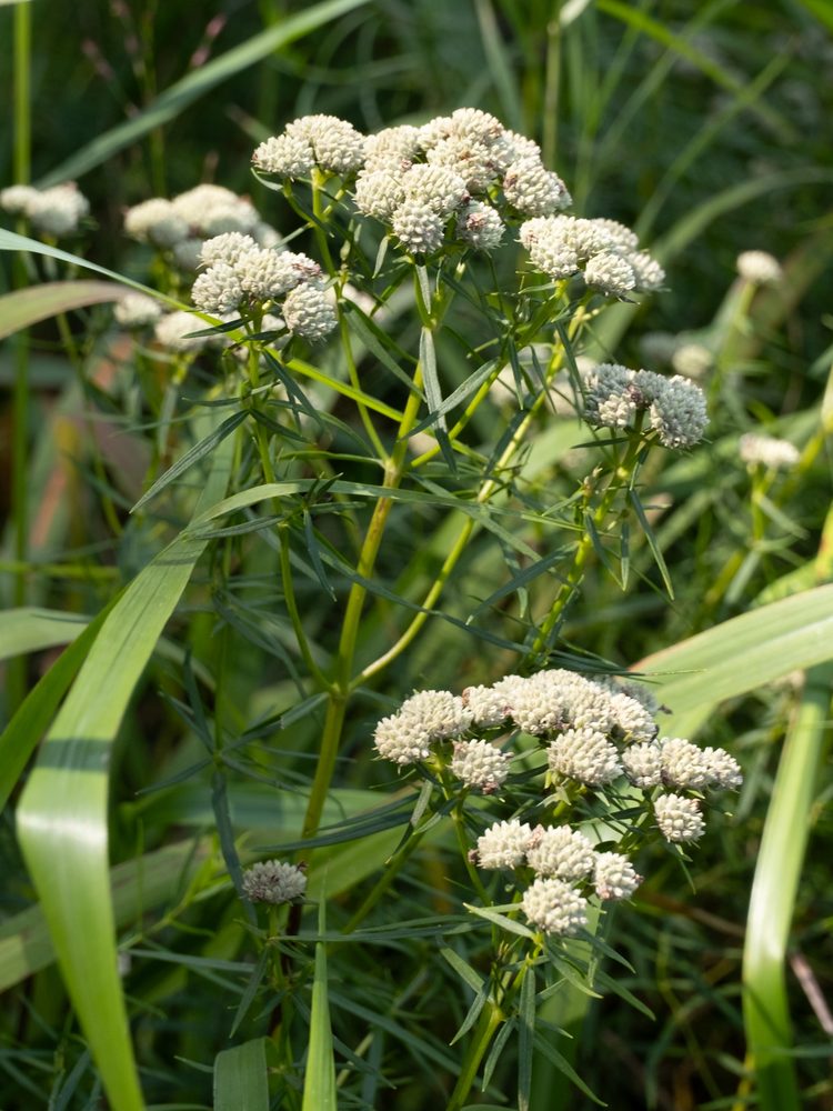 Slenderleaf Mountain Mint