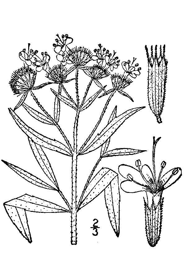Whorled Mountain Mint