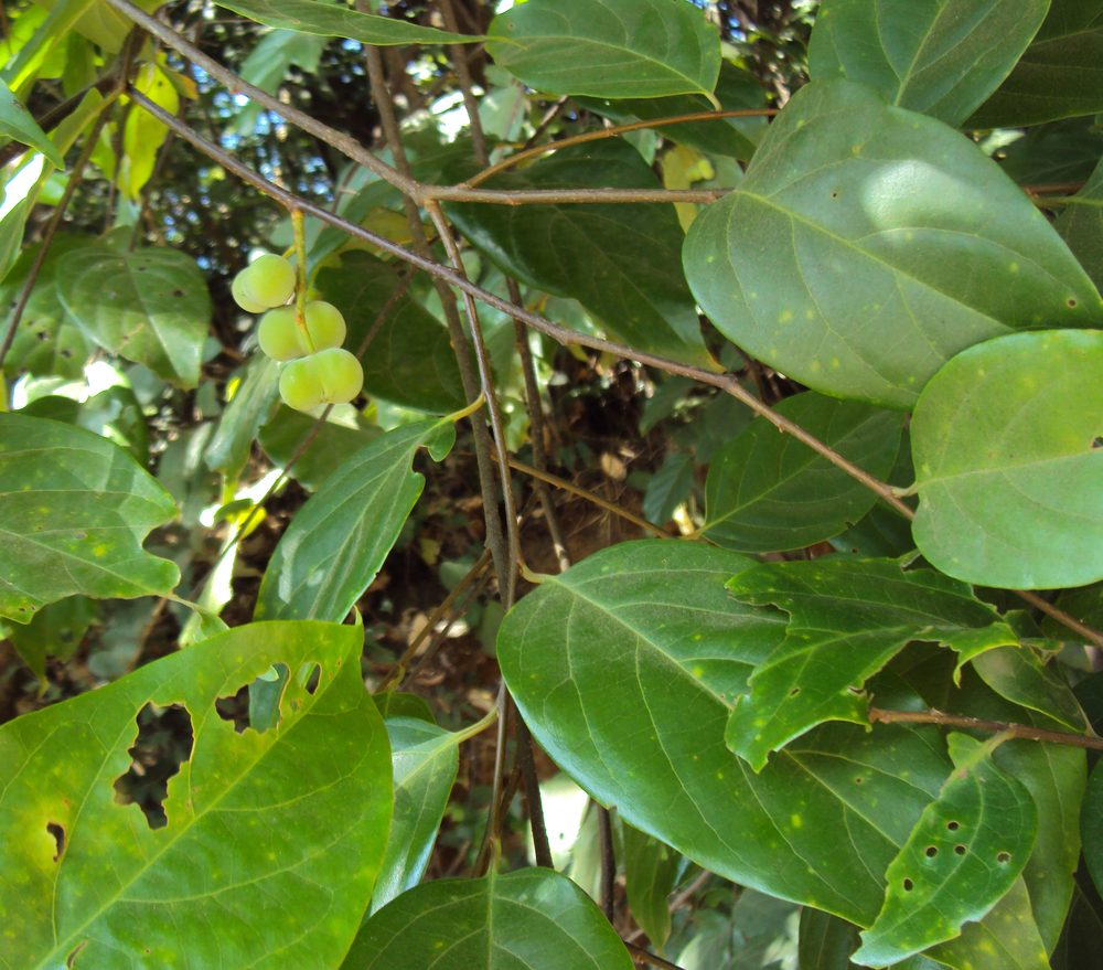 Pygeum acuminatum