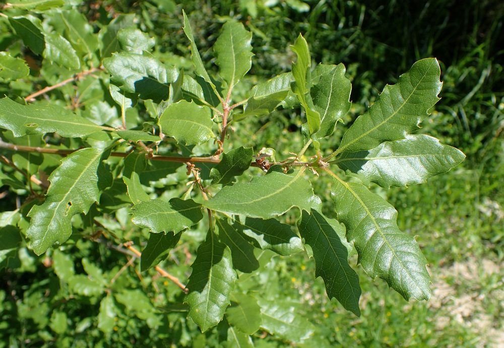 Aleppo Oak