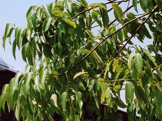 Quercus myrsinaefolia