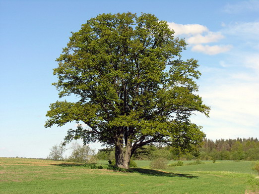 English Oak