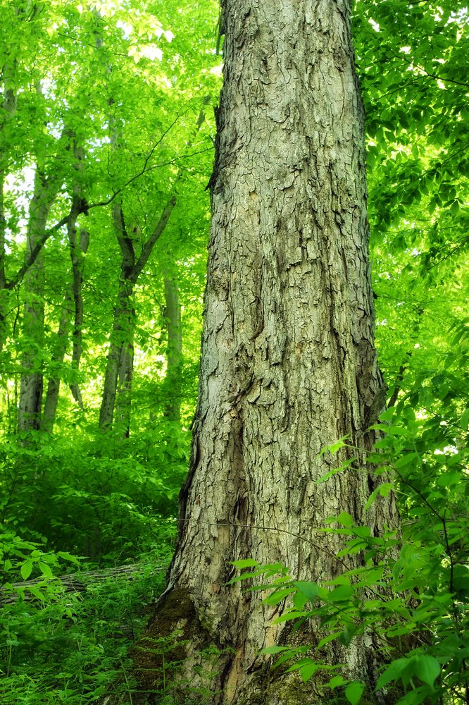Northern Red Oak