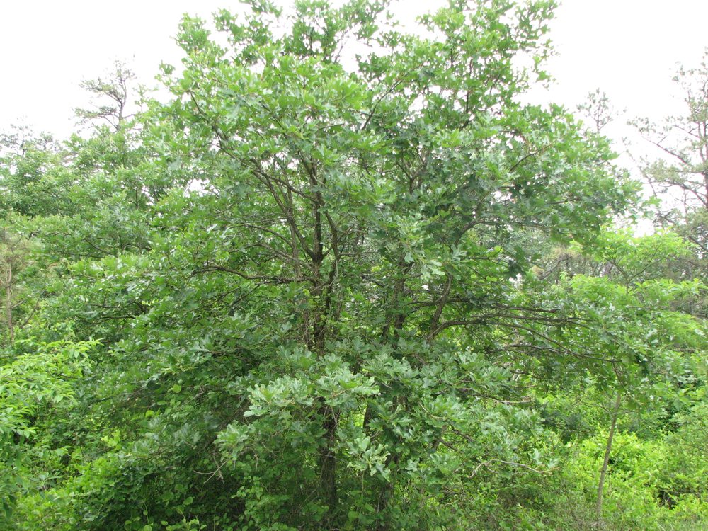 Post Oak