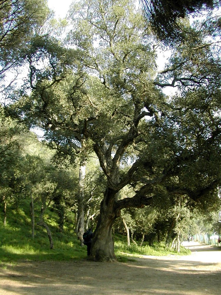 Cork Oak