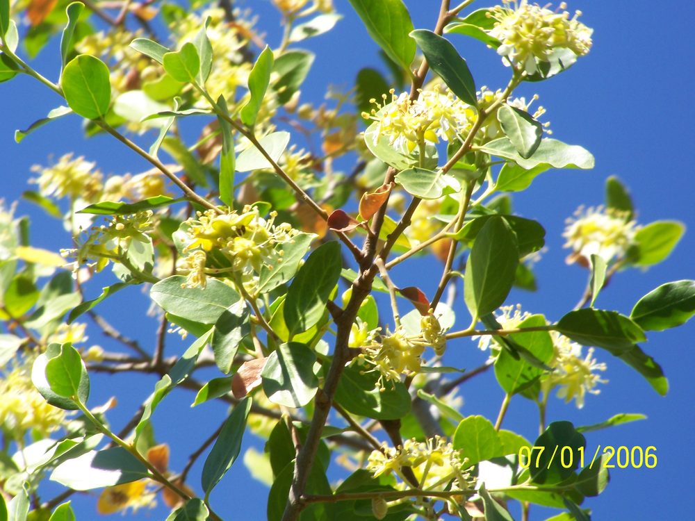 Soapbark