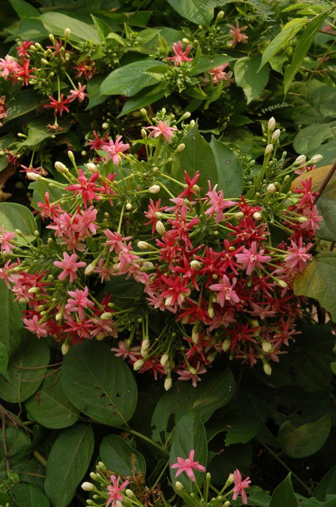 Rangoon Creeper